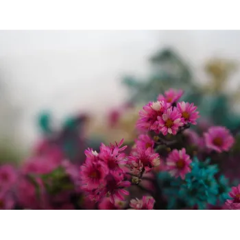 Red Cut Flowers